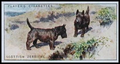 45 Scottish Terriers